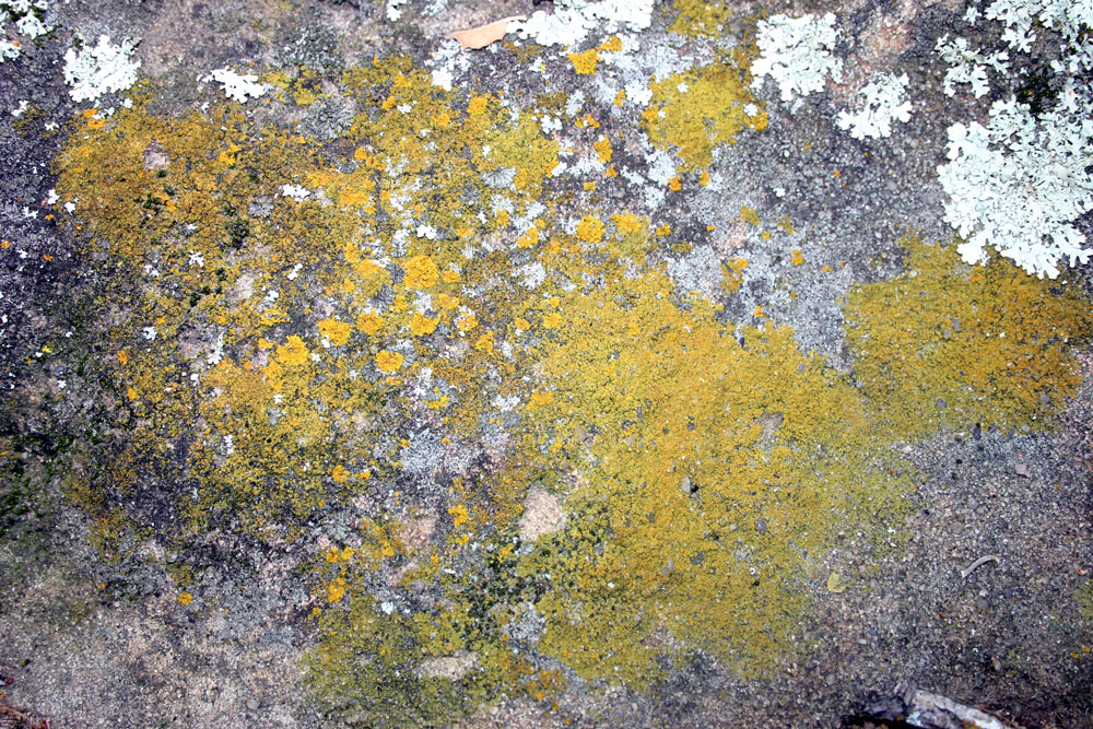 lichen15